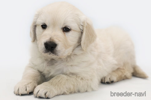 成約済の神奈川県のゴールデンレトリーバー-287404の2枚目